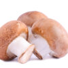 Brown champignons closeup isolated on a white background