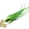 close-up green onions, isolated on white